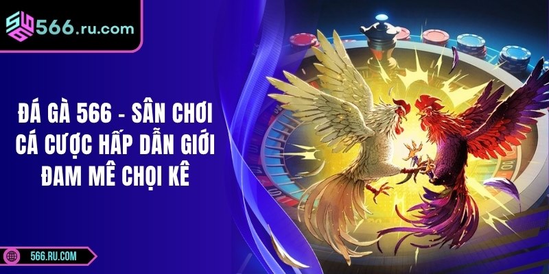 Đá Gà 566 - Sân Chơi Cá Cược Hấp Dẫn Giới Đam Mê Chọi Kê